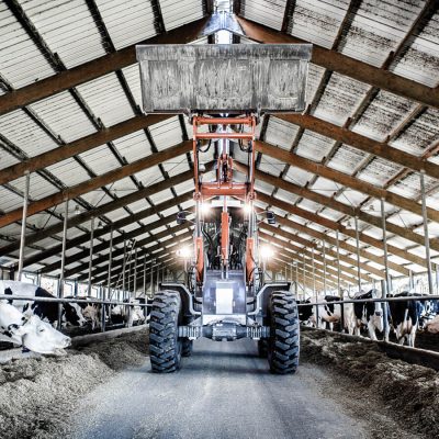 Weycor Radlader verteilt Futter im Rinderstall.